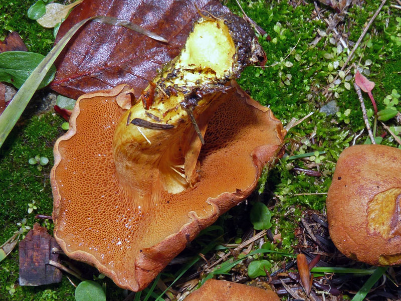 Di che specie si tratta ?